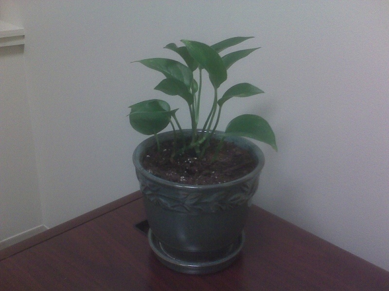 Cathryn's Pothos - More Leaves