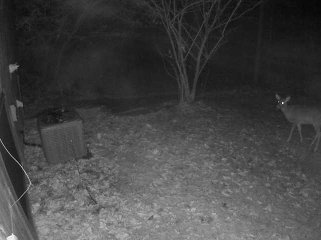 Deer at Night - Basement Door - Home - 2012-11-28
