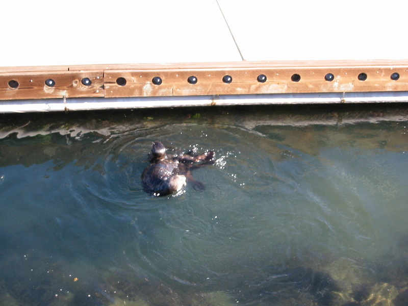 Sea Otters - 8