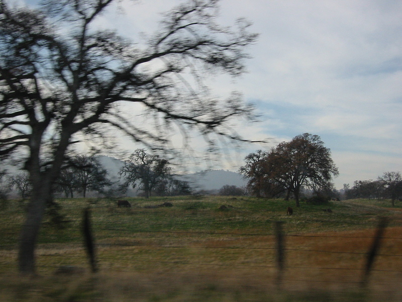 CA Landscape - 2