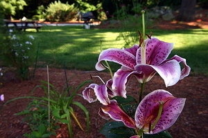 2009-08-11 Flowers