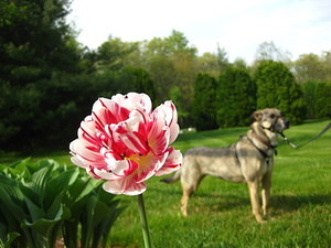 Tulips in Bloom