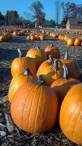 Pumpkin Patch 2012-10-26_16-23-00_441