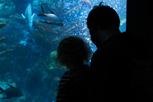 2016-12-31 - New England Aquarium