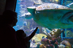 2016-01-02 - New England Aquarium