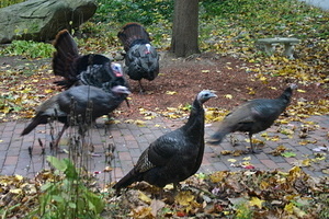 2010-10-24 Turkeys Strutting