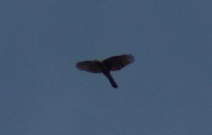 2012-04-15 - Bird Overhead
