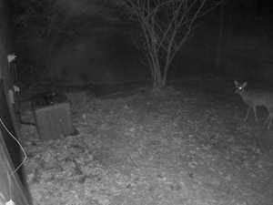 Deer at Night - Basement Door - Home - 2012-11-28