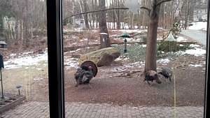 The turkeys think it is spring... they are displaying their full courting plummage