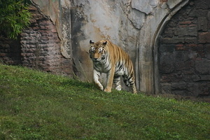 2010-11-07 Animal Kingdom