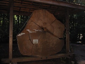 Large Log