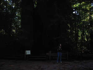 Redwoods & Sonja