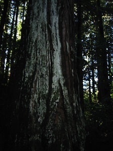 Redwoods - 1