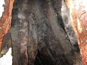Cool Giant Sequoia - Inside - 1