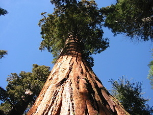 Cool Giant Sequoia - Looking Up