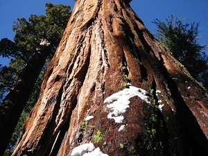 Cool Giant Sequoia - Looking at the Middle