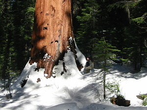 Cool Giant Sequoia