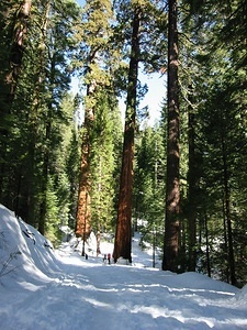 First Glimpse of the Giant Sequoias - 2