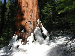 Giant Sequoia - 1