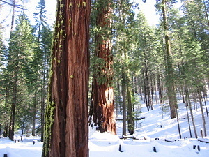 Giant Sequoia - 11