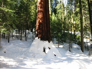 Giant Sequoia - 2