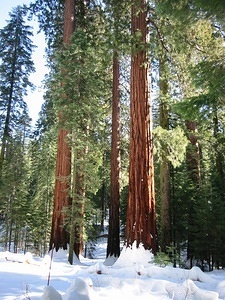 Giant Sequoia - 4