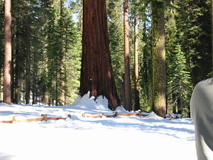 Giant Sequoia - 6