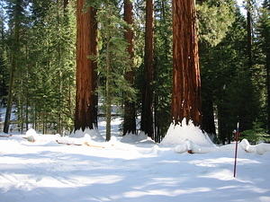 Giant Sequoia - 7