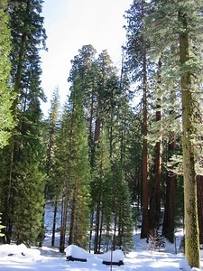 Giant Sequoia - 9