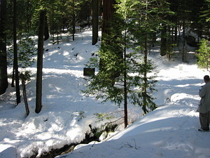 Giant Sequoia Grove Surroundings - 1