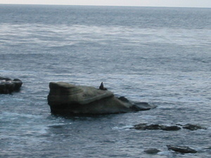 Look Closely... There's a Seal